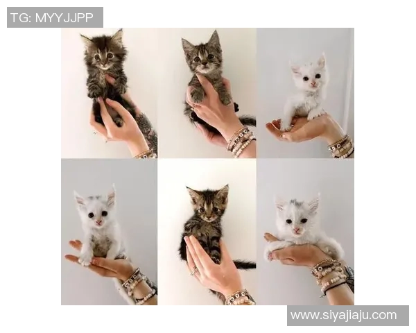 猫咪与足球的完美结合盘点那些热爱养猫的足球明星们